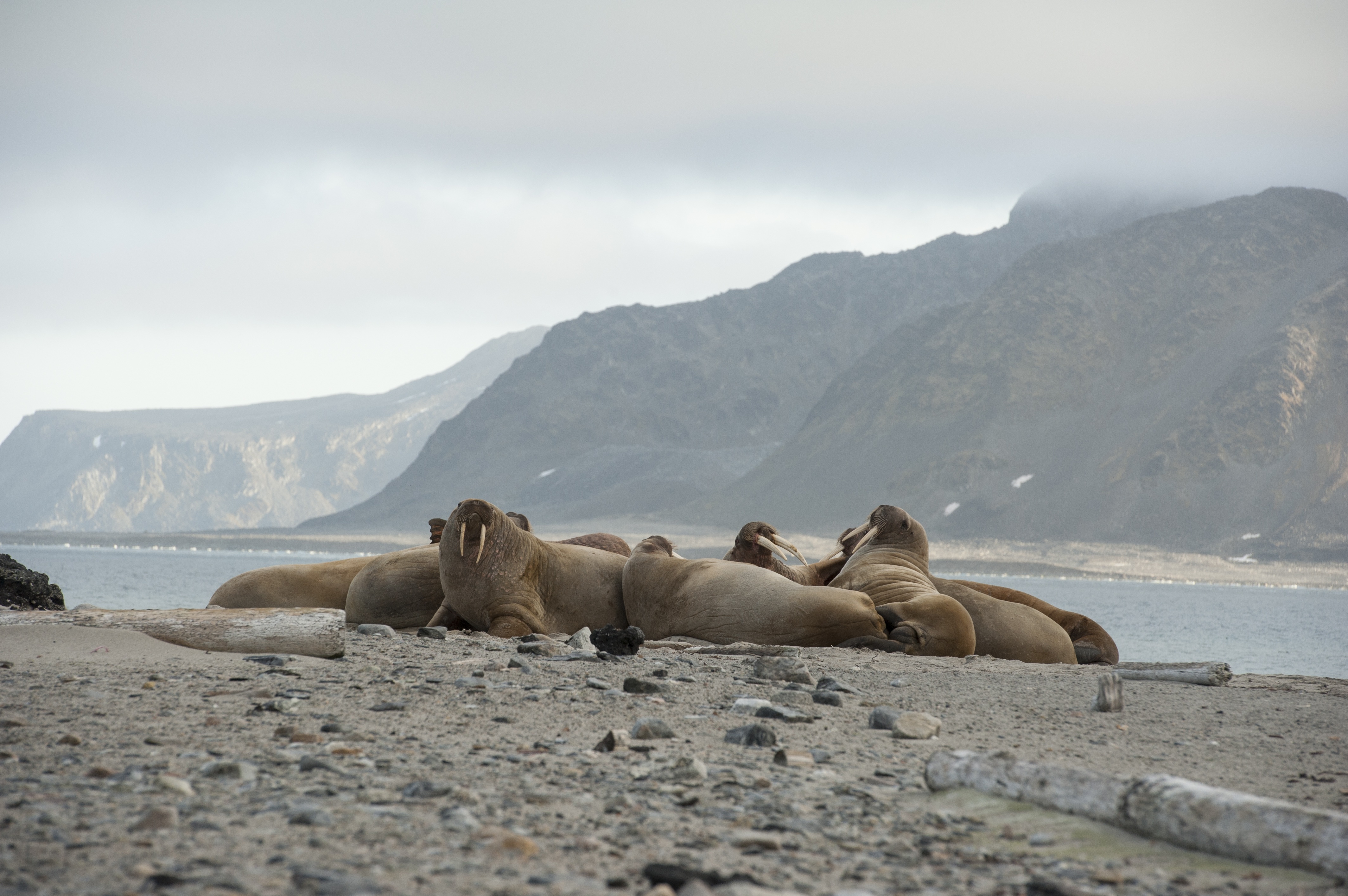 SJSPIT - Spitsbergen - Walrus on the shores.jpg